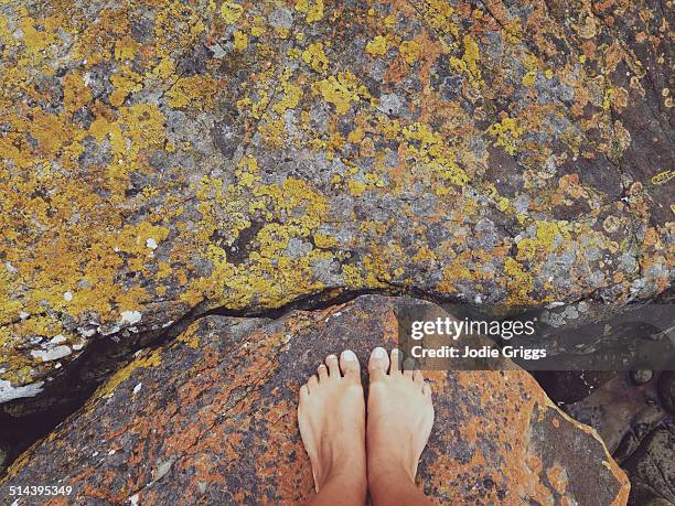 person standing barefoot on lichen covered rocks - bruny island stock pictures, royalty-free photos & images