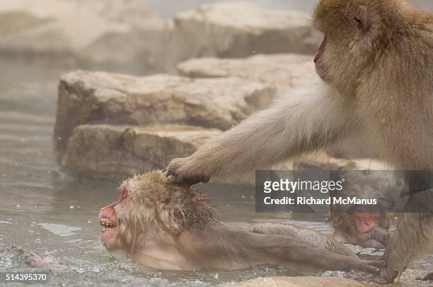 japanese macaques fighting. - macaque fight stock-fotos und bilder