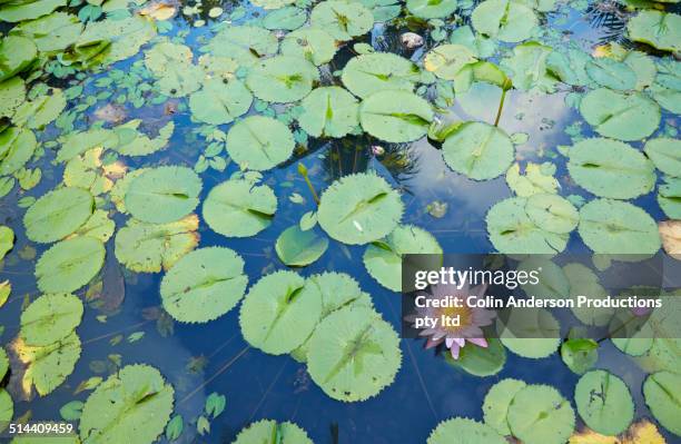 flower and lily pads floating in still pond - nadi - fotografias e filmes do acervo