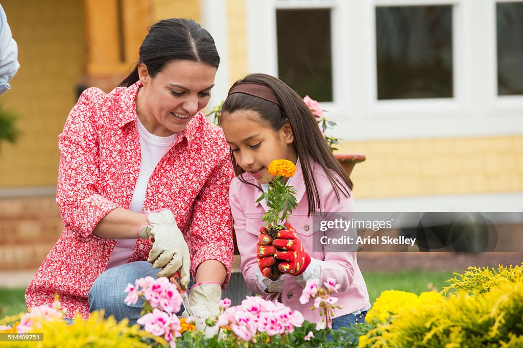 Hispanic mother and daughter gardening together