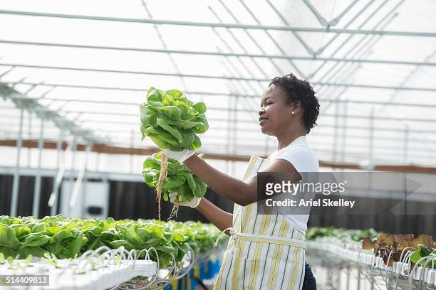 african american woman working in greenhouse - business frau profil kurze haare stock-fotos und bilder