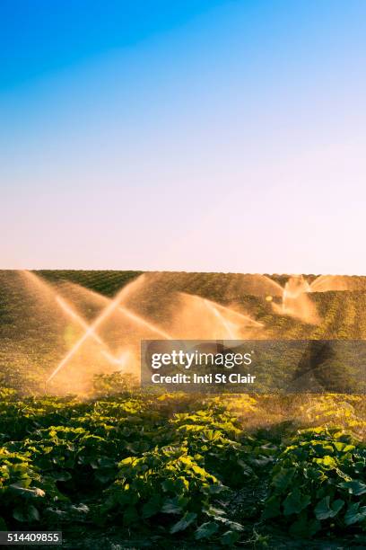 illuminated sprinklers watering crop field - walla walla stockfoto's en -beelden