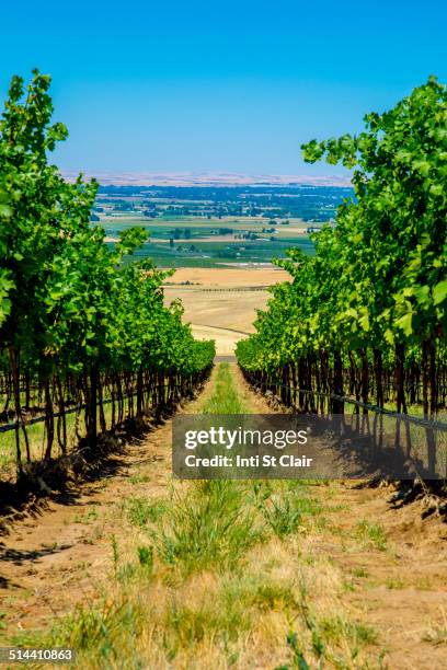 vineyard on hillside overlooking rural landscape, walla walla, washington, united states - walla walla stockfoto's en -beelden
