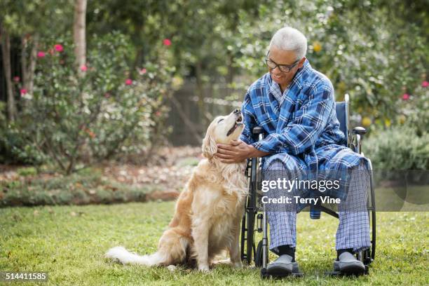 senior african american man in wheelchair petting dog - guide dog bildbanksfoton och bilder