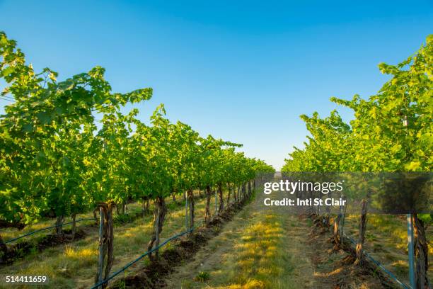 vineyard on hillside under blue sky - walla walla stockfoto's en -beelden