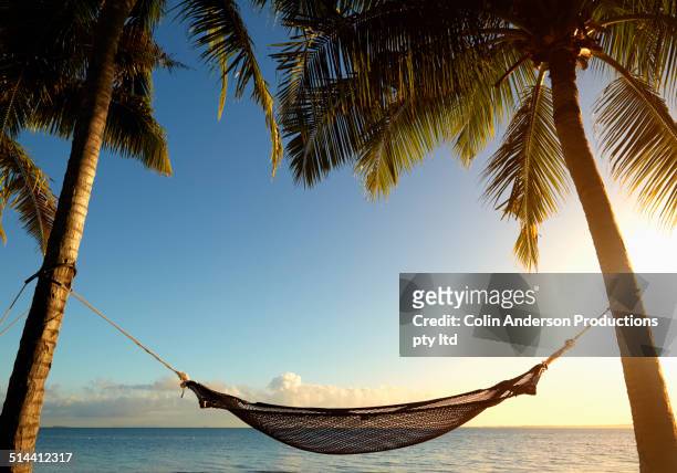 hammock hanging between palm trees on tropical beach - fiji ストックフォトと画像