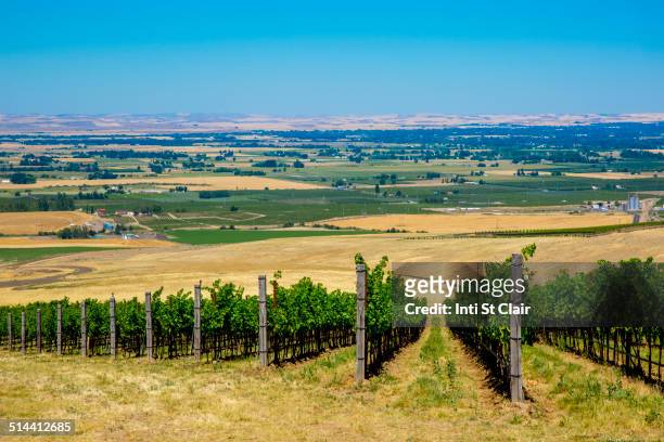 vineyard on hillside overlooking rural landscape, walla walla, washington, united states - bundesstaat washington stock-fotos und bilder