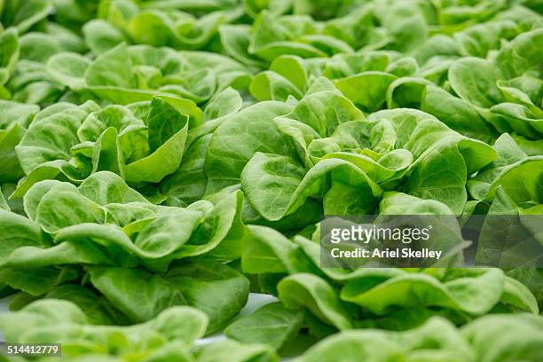 close up of lettuce - lettuce stock pictures, royalty-free photos & images