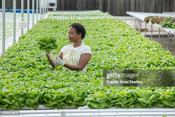 african american woman working in greenhouse - hydroponic greenhouse stock pictures, royalty-free photos & images