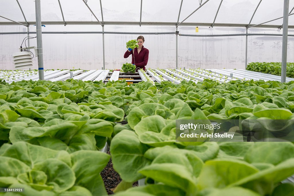 Caucasian woman working in greenhouse