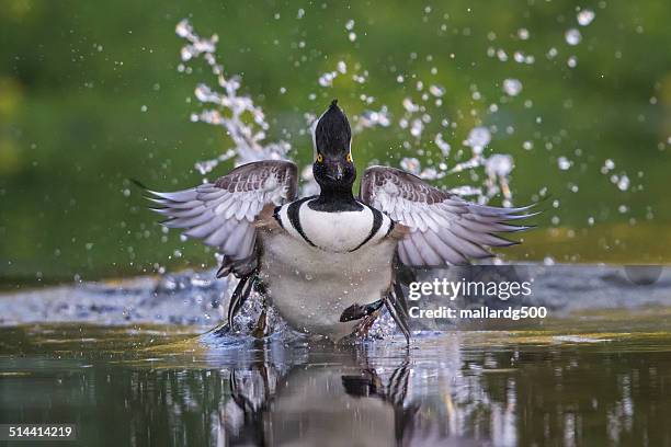 Hooded Merganser