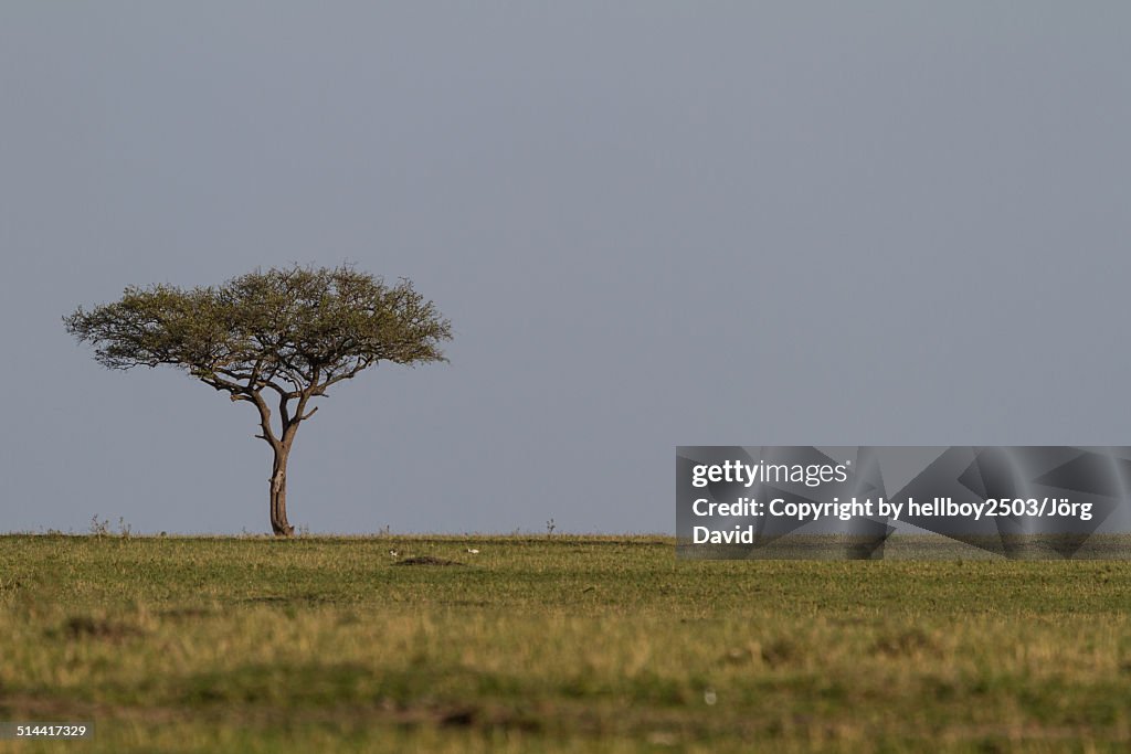 Schirmakazie - Masai Mara