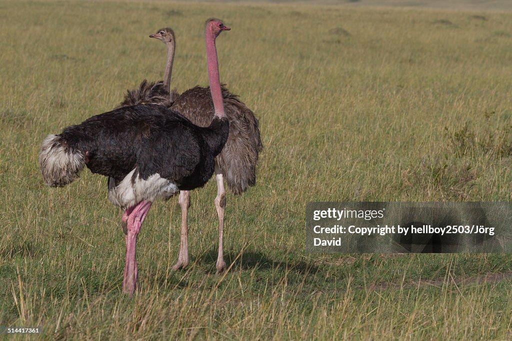 African Ostrich - Masai Mara