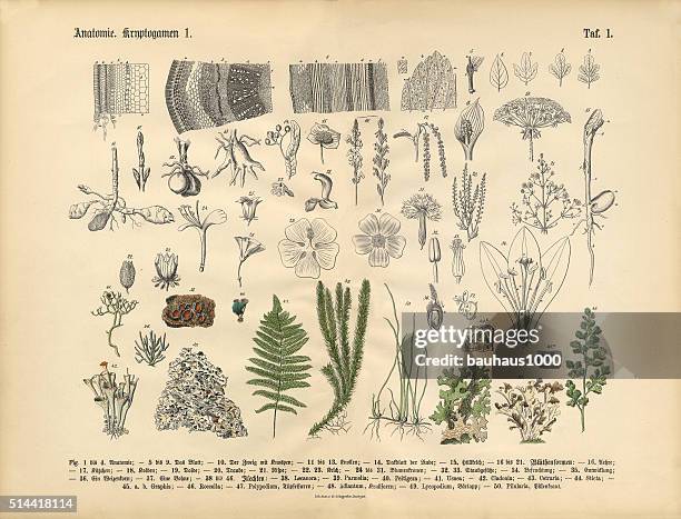 illustrations, cliparts, dessins animés et icônes de plante de l'anatomie, victorien botanique illustration - pistil