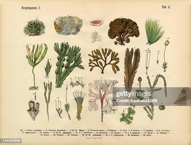 Cryptogamous Anatomy Of A Flower Photos and Premium High Res Pictures - Getty Images
