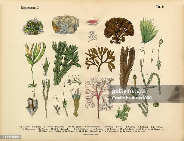 cryptogam, algae, lichens, mosses, ferns, victorian botanical illustration - conjugation biological process stock illustrations