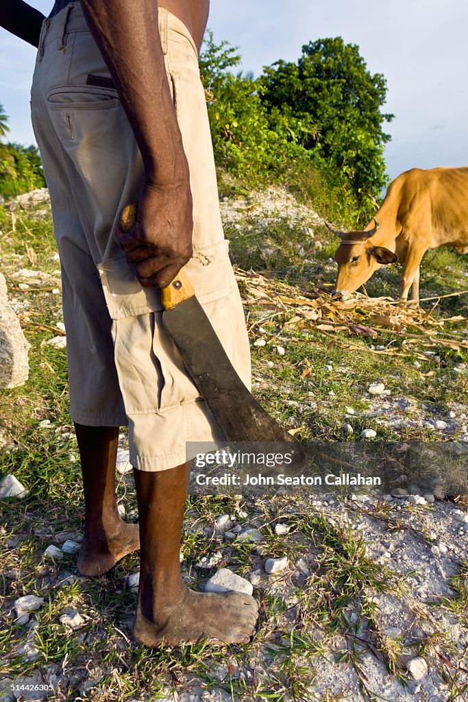 Machete and cow