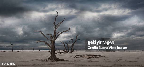 dead trees in desert under cloudy sky - doomsday stock-fotos und bilder