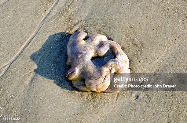 sea pork on the beach - 個虫 ストックフォトと画像