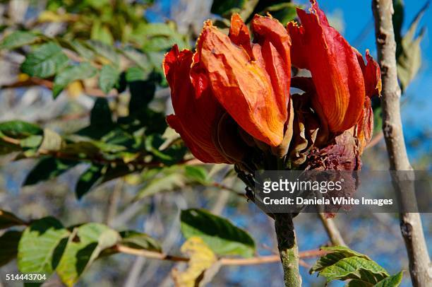 africantulip tree - african tulip tree stock pictures, royalty-free photos & images