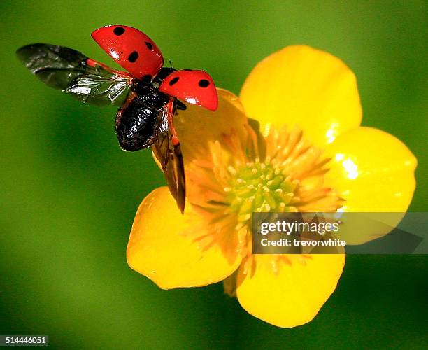 close up of ladybug landing on a buttercup flower - coccinella stockfoto's en -beelden