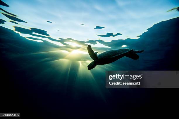 silhouette of a turtle swimming underwater, lady elliot island, great barrier reef, queensland, australia - great barrier reef stock-fotos und bilder