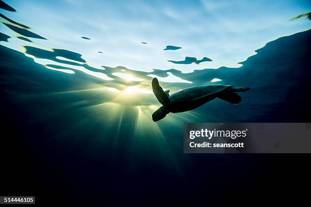 silhouette of a turtle swimming underwater, lady elliot island, great barrier reef, queensland, australia - australazië stockfoto's en -beelden