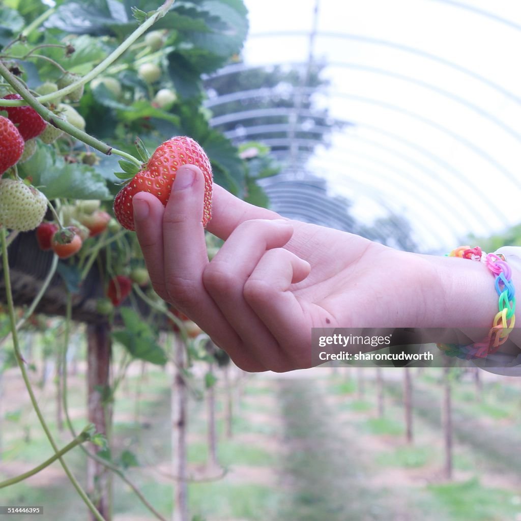 Girl picking strawberries