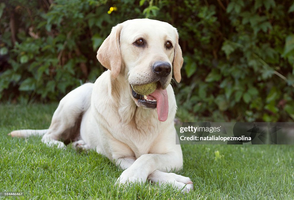View of labrador dog with ball in its mouth