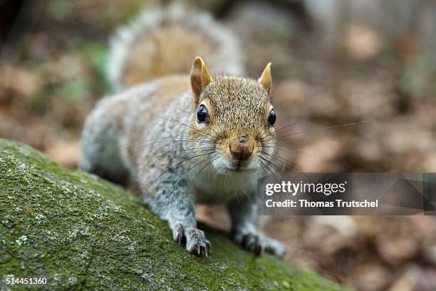 New York, United States of America Squirrel in Central Park on February 25, 2016 in New York, United States of America.