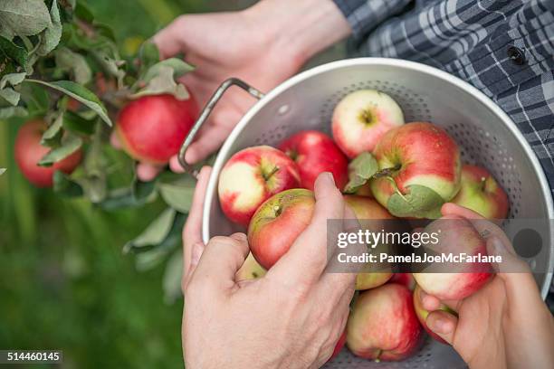 teamwork - 3 people picking apples - child holding apples stockfoto's en -beelden