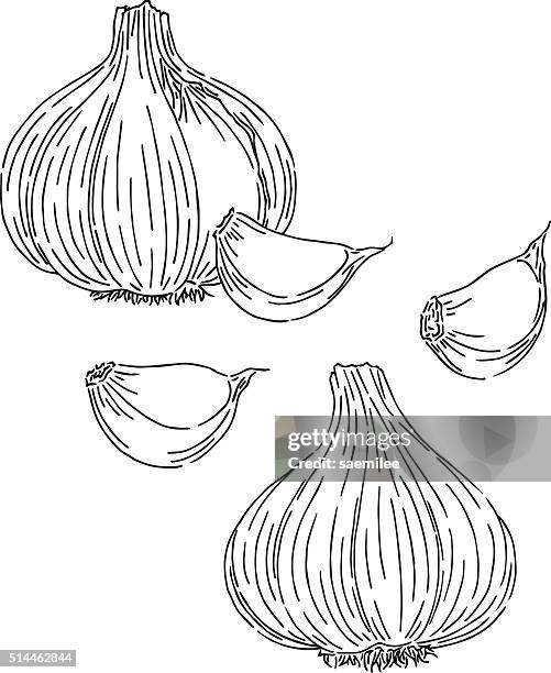 garlic drawing - garlic stock illustrations