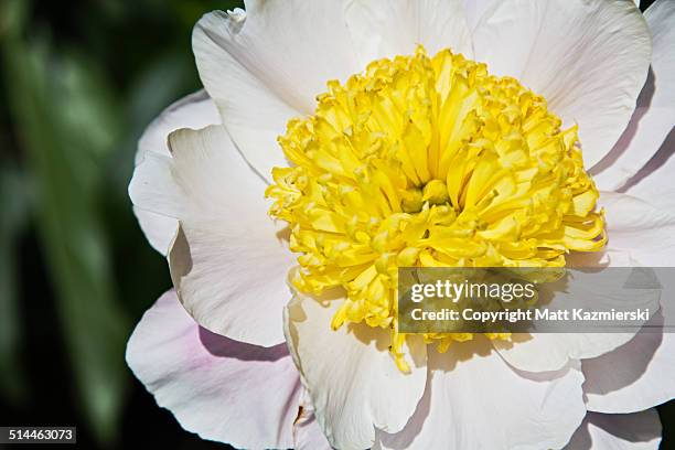 peony from above - chinese peony imagens e fotografias de stock