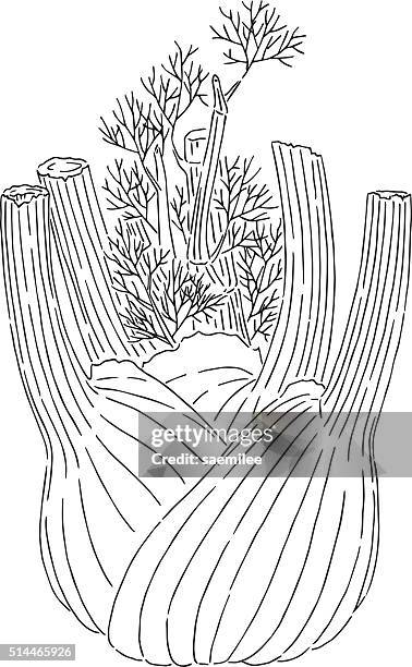 fennel drawing - fennel stock illustrations