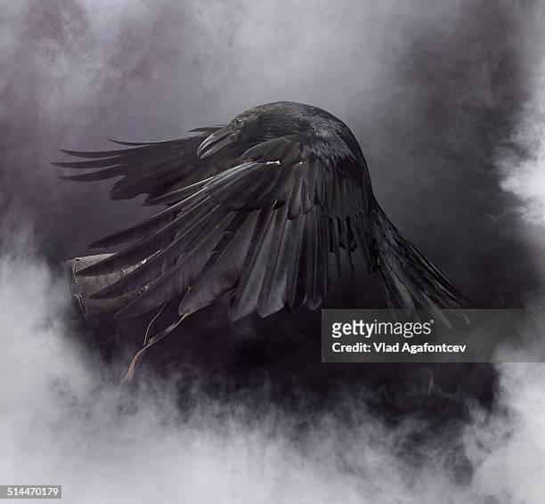 awesome black raven - saint vincent grenadines stock pictures, royalty-free photos & images