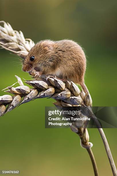 harvest mouse - mini mouse stock pictures, royalty-free photos & images