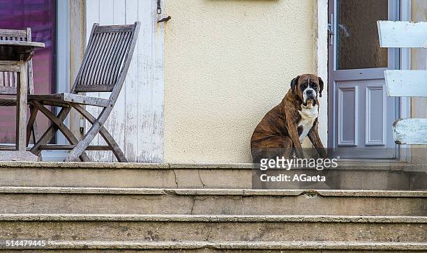 cane, boxer, solitudine. dog, loneliness. - frustrazione stock pictures, royalty-free photos & images