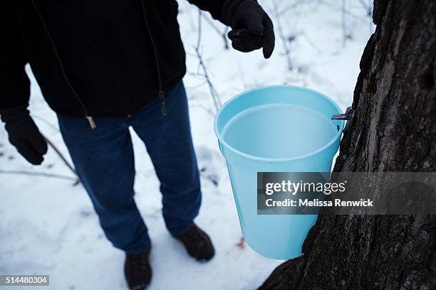 March 4 - Jim Aikenhead, program instructor, demonstrates the maple sap extracting process at the Mountsberg Conservation Area near Campbellville,...