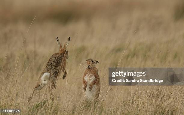 mad march brown hares (lepus europaeus) - mad march hare 個照片及圖片檔