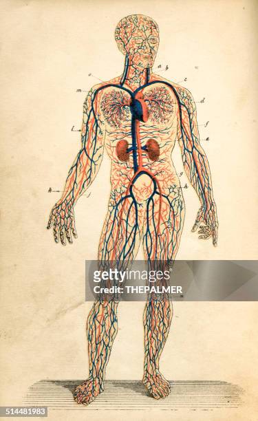stockillustraties, clipart, cartoons en iconen met human anatomy drawings - bloedcirculatie