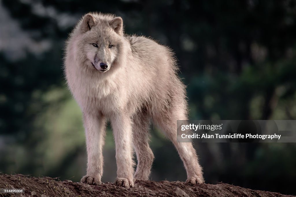 Arctic Wolf