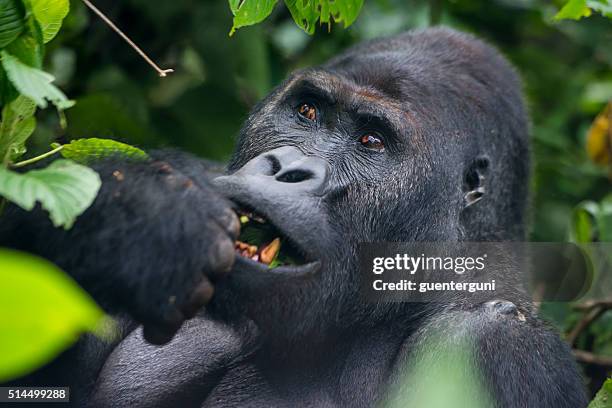 feeding silverback gorilla, wildlife shot, congo - eastern lowland gorilla stock pictures, royalty-free photos & images