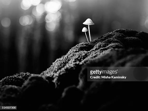 psychedelic mushrooms - acid stockfoto's en -beelden
