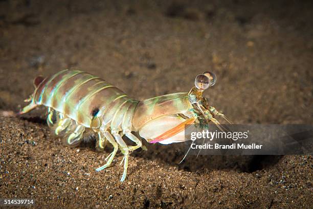 mantis shrimp - mantis shrimp stock pictures, royalty-free photos & images