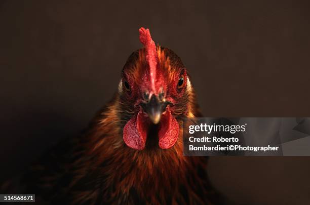 cock - animal's crest stock pictures, royalty-free photos & images