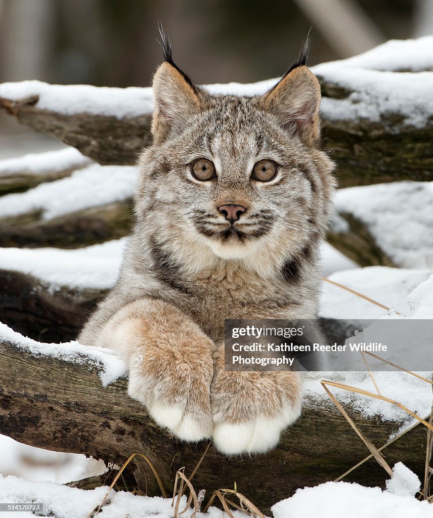 Canadian lynx kitten portrait