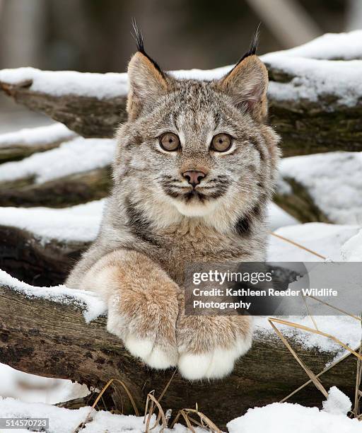 canadian lynx kitten portrait - canadian lynx stock pictures, royalty-free photos & images