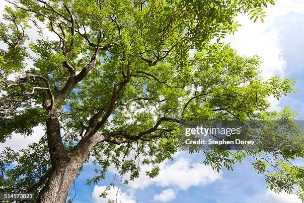 looking up into a mature ash tree - ash tree stock-fotos und bilder