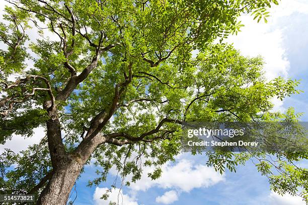 looking up into a mature ash tree - ash bildbanksfoton och bilder