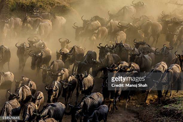 wildebeest herd at the crossing - wildebeest stampede stock pictures, royalty-free photos & images
